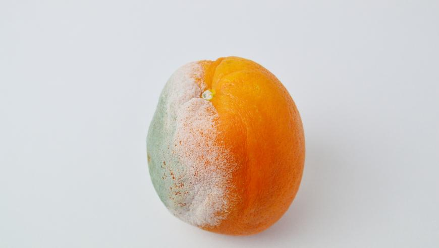 澳门精准一肖一码资料大全,我承认我总是少一点天份,典故解疑_移动版V9.63